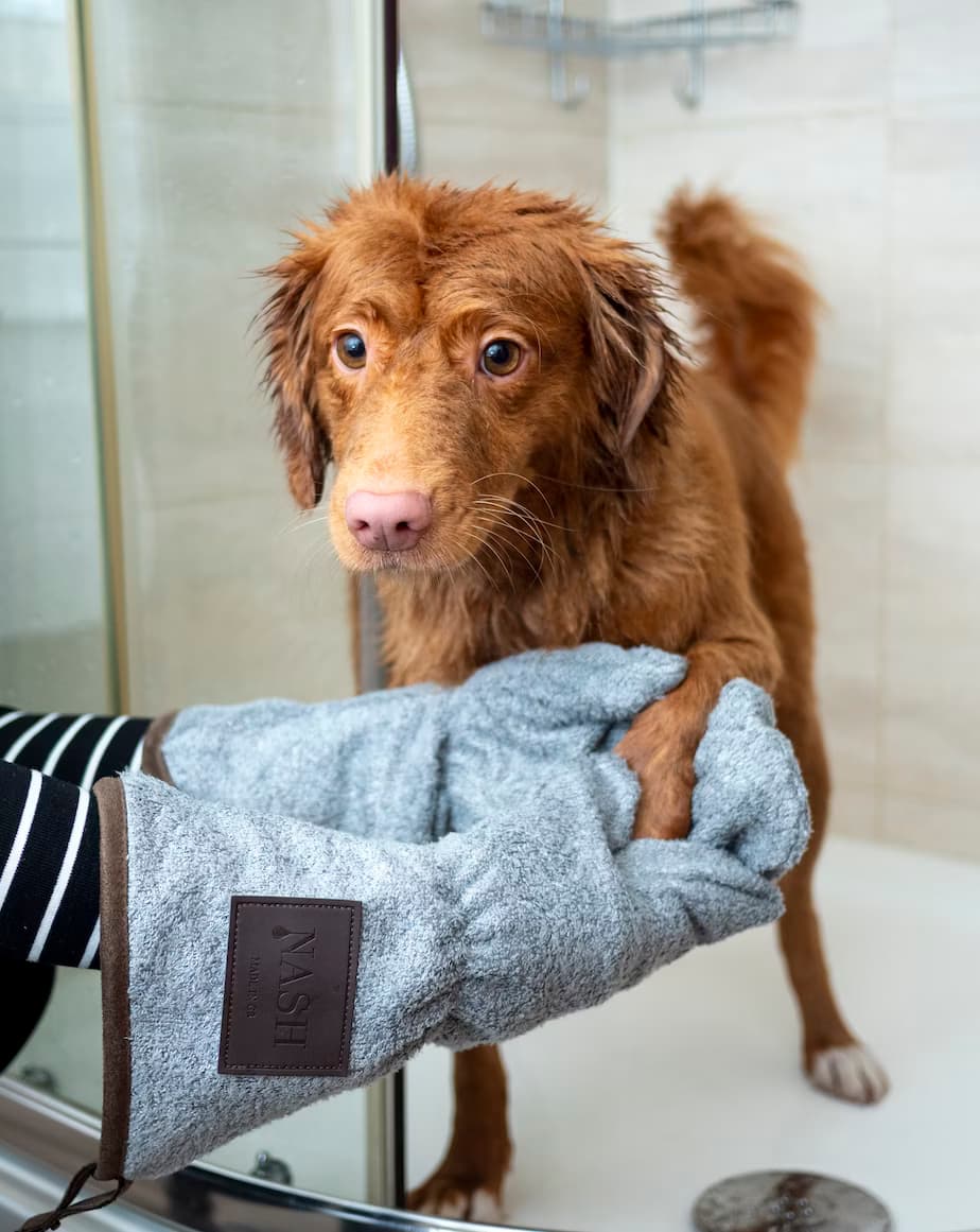 Groomed Dog