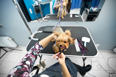 Dog getting groomed